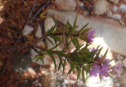 Image of Agathosma pungens (E. Mey. ex Sond.) Pillans