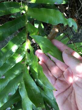 Image of Aglaomorpha sparsisora (Desv.) Hovenkamp & S. Linds.