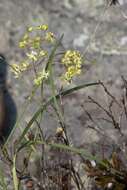 Image of Asclepias praemorsa Schltr.