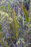 Plancia ëd Polypodium pellucidum Kaulf.