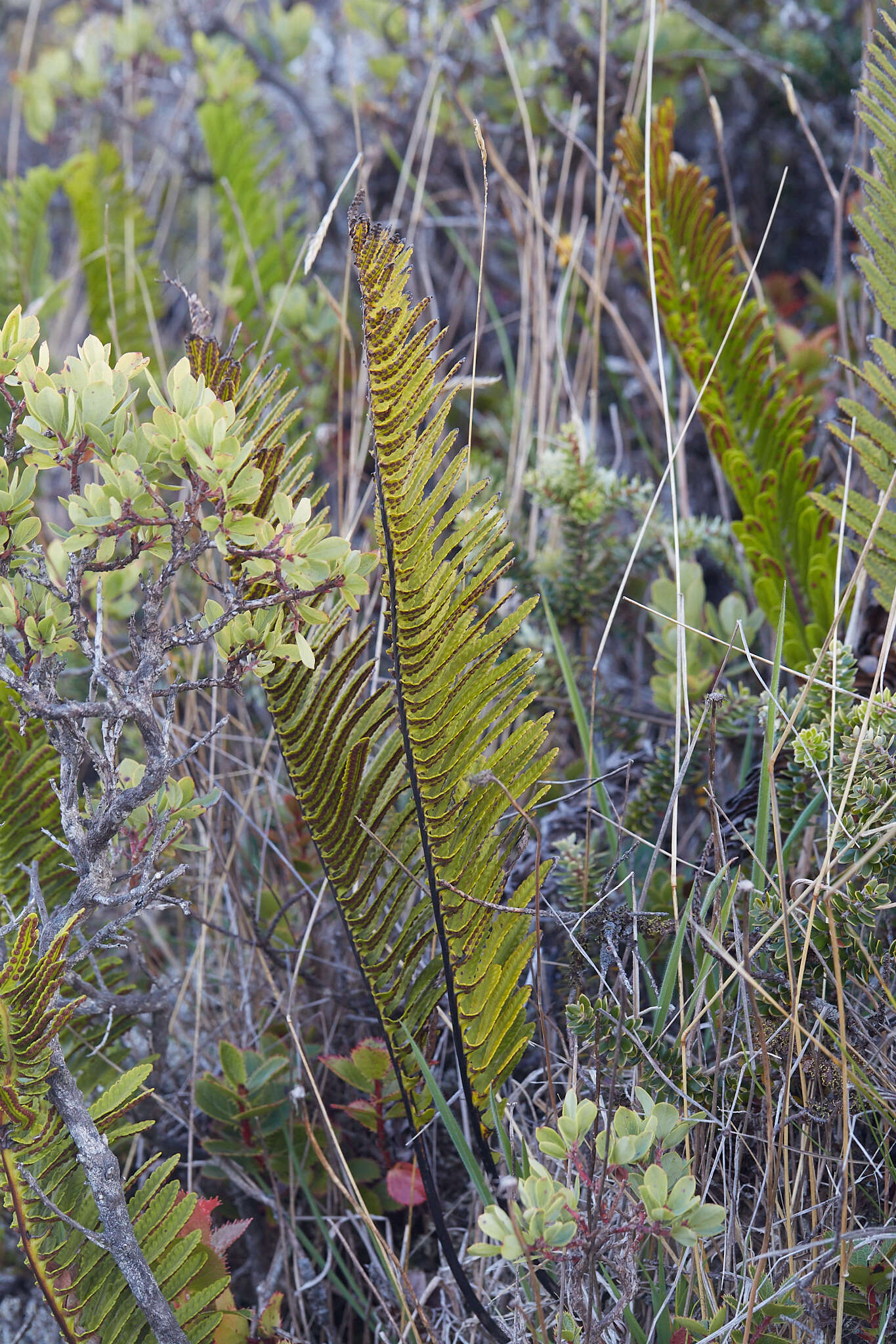 Polypodium pellucidum Kaulf.的圖片