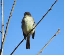 Image of Eastern Phoebe