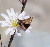 Plancia ëd Schinia scarletina Smith 1900