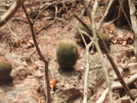 Image of Mammillaria bocensis R. T. Craig