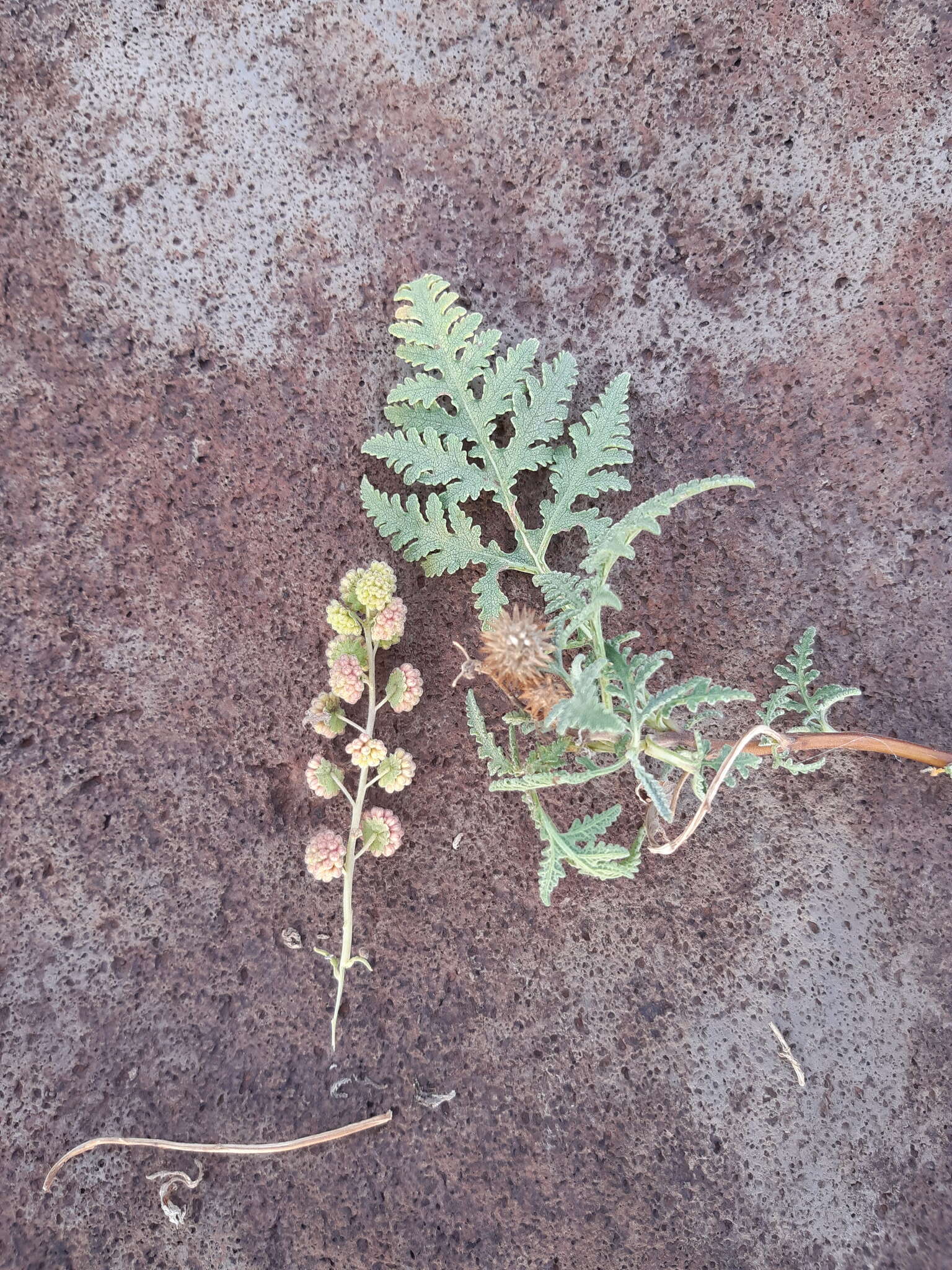 Image of Ambrosia camphorata (Greene) Payne