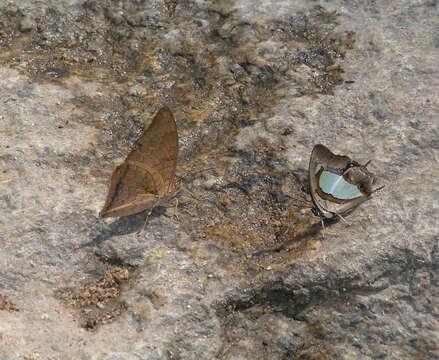 Imagem de Charaxes bernardus hierax Felder 1866