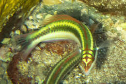 Image of Clown Wrasse