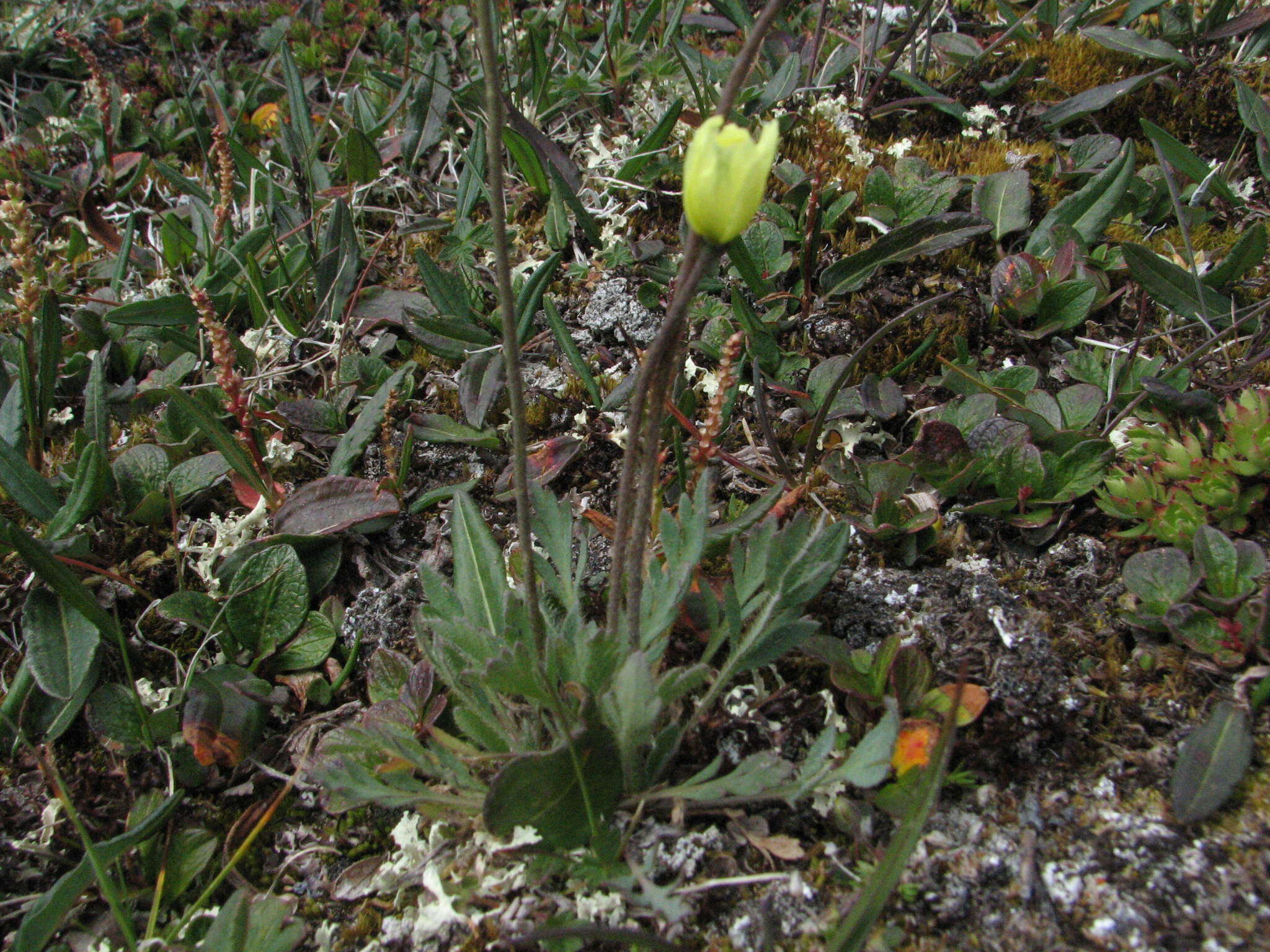 Image of Papaver radicatum subsp. kluanense