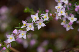 Image of Boronia pilosa Labill.