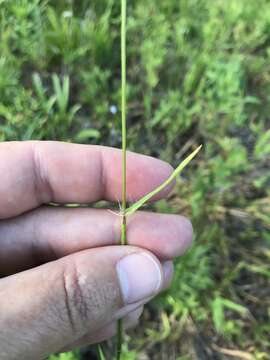 Image of Lindheimer panicgrass