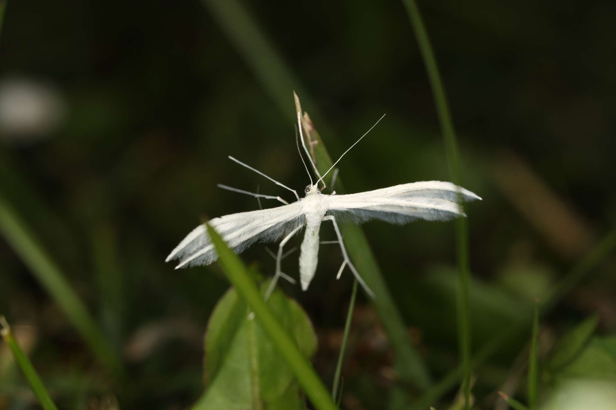 Image of Pterophorus