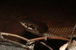 Image of Curl snake