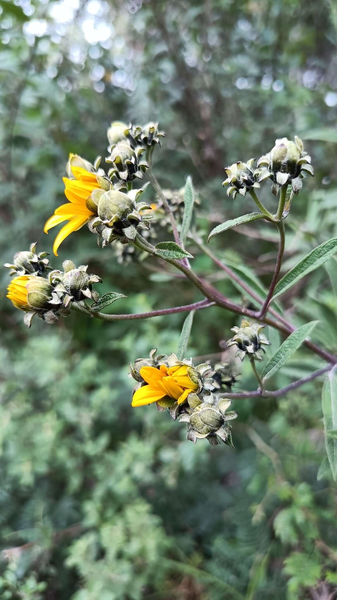 Image of Aldama buddlejiformis (DC.) E. E. Schill. & Panero