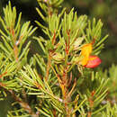 صورة Pultenaea boormanii H. B. Will.