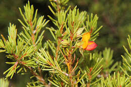 صورة Pultenaea boormanii H. B. Will.