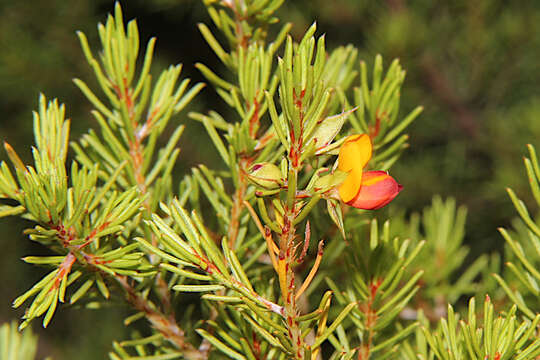 Imagem de Pultenaea boormanii H. B. Will.