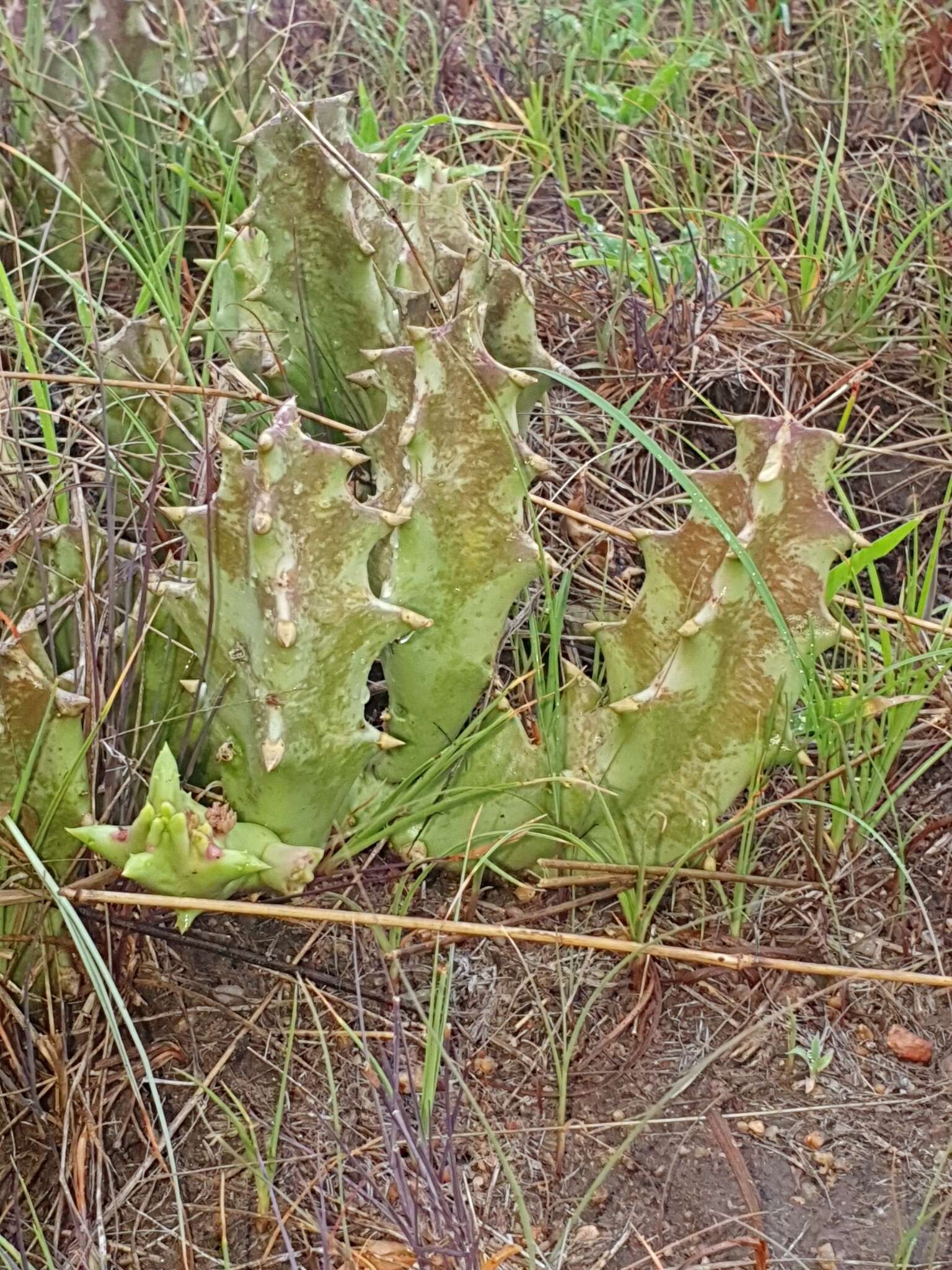 Sivun Ceropegia melanantha (Schltr.) Bruyns kuva