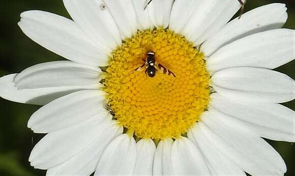 Image de Urophora quadrifasciata (Meigen 1826)