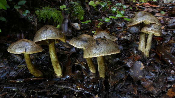 Image of Cortinarius exlugubris Soop 2001