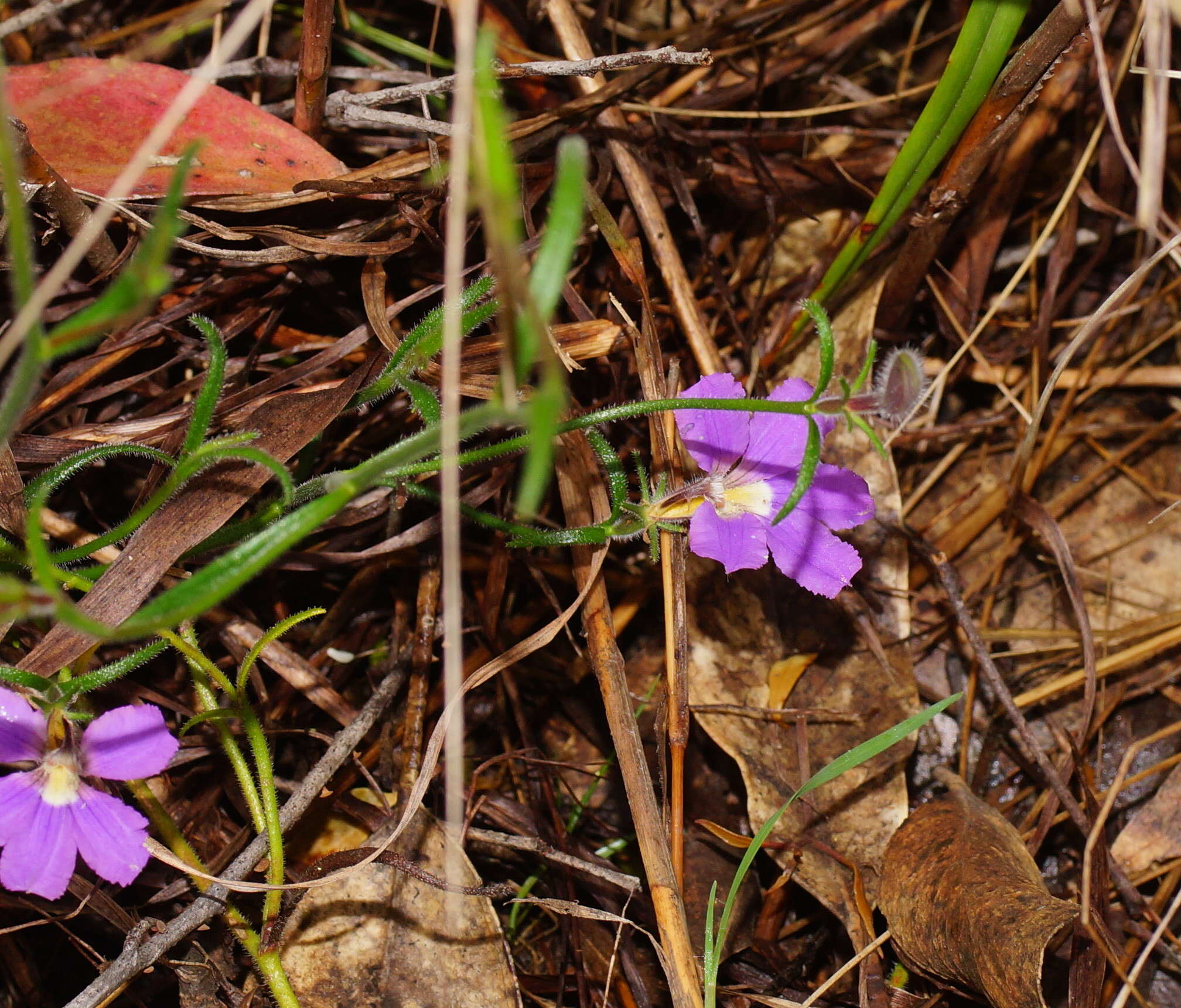 Слика од Scaevola ramosissima (Smith) K. Krause