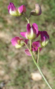 Image of Dolichos hastiformis E. Mey.