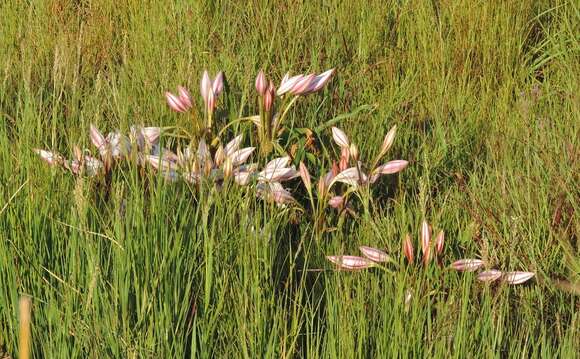 Imagem de Crinum macowanii Baker