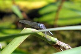 Image of Epaulet Skimmer