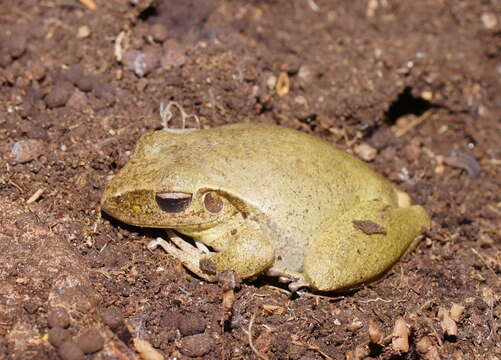 Image de Ranoidea wilcoxii (Günther 1864)