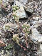 Image of Sedum paradisum subsp. paradisum