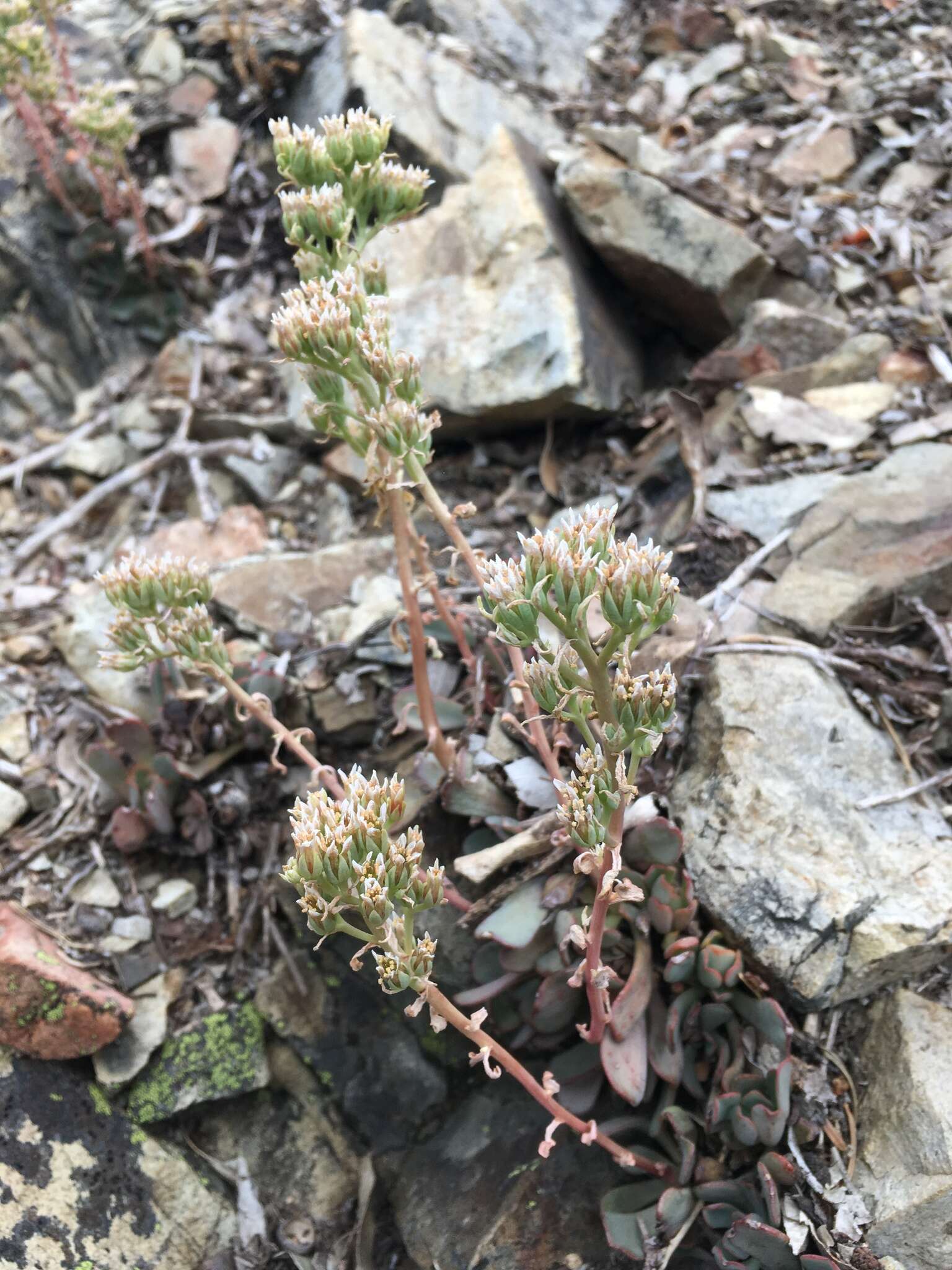 Слика од Sedum paradisum subsp. paradisum