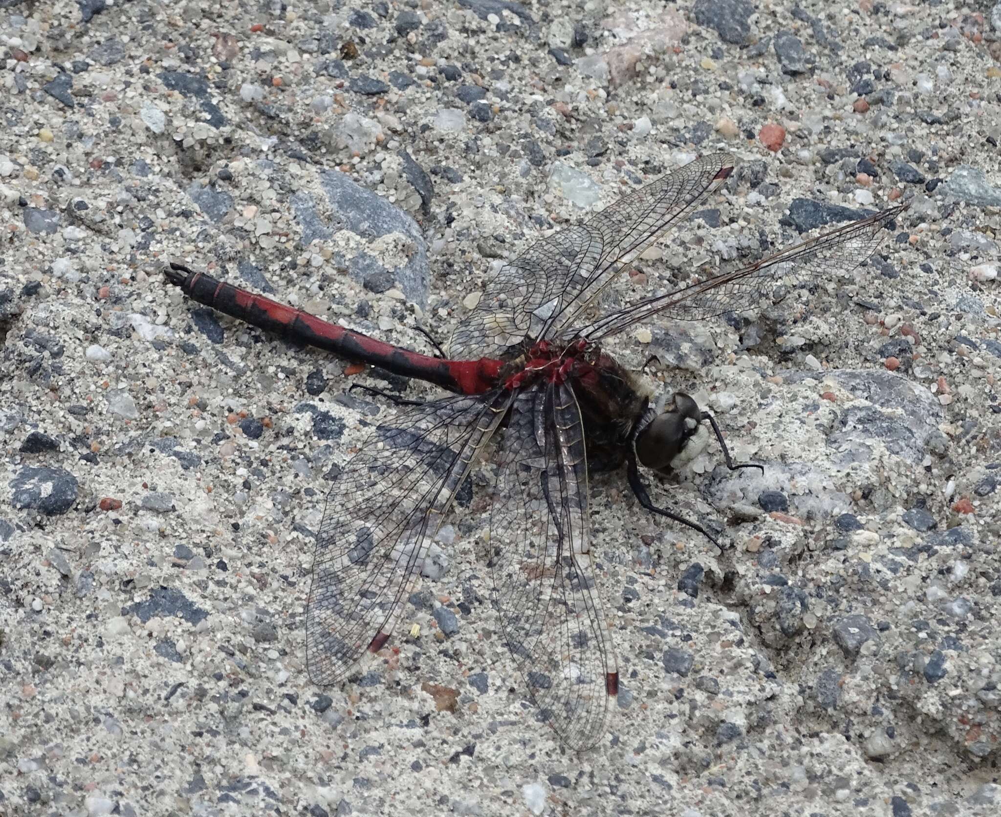 Image of Boreal Whiteface