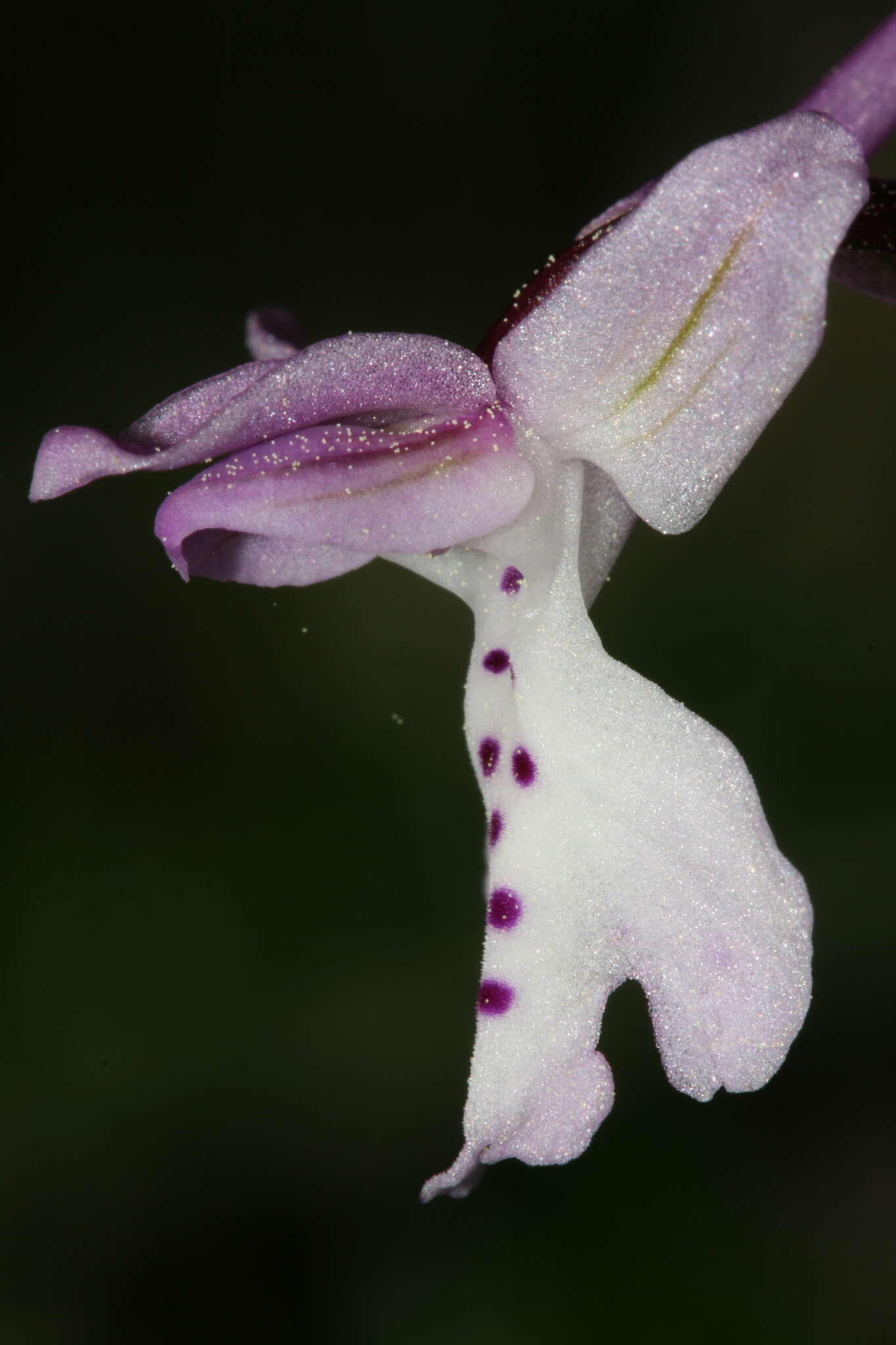 Sivun Orchis anatolica Boiss. kuva