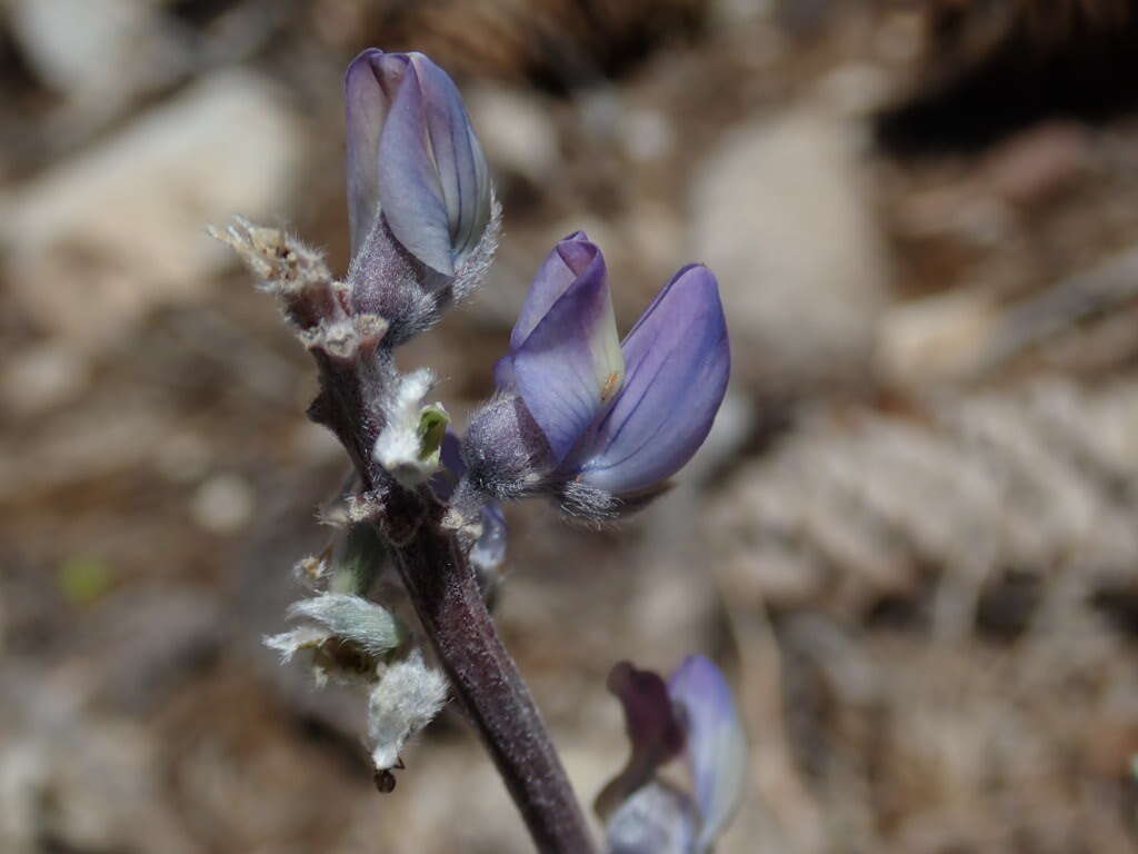 Image of tall silky lupine