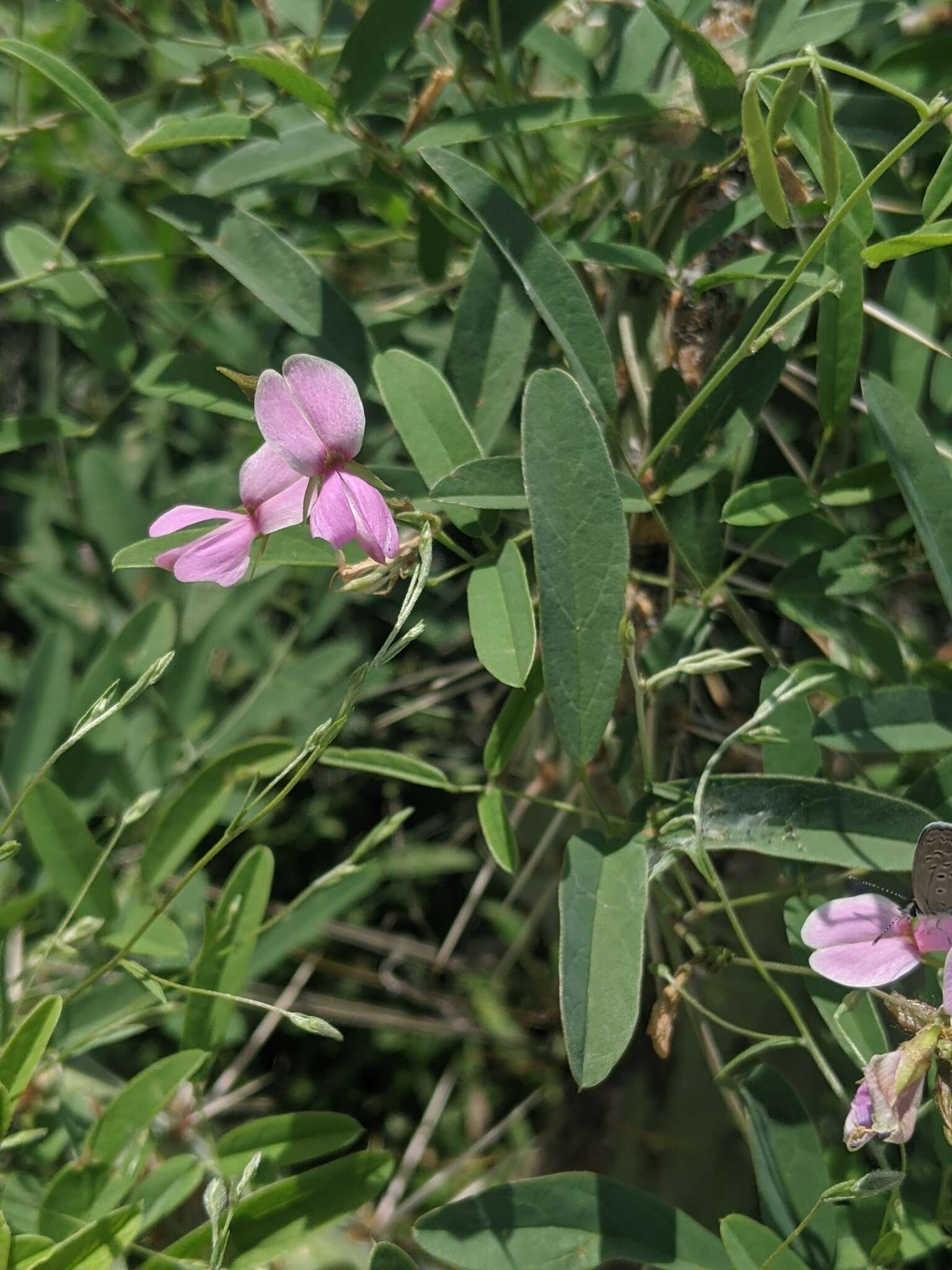 Слика од Galactia wrightii A. Gray