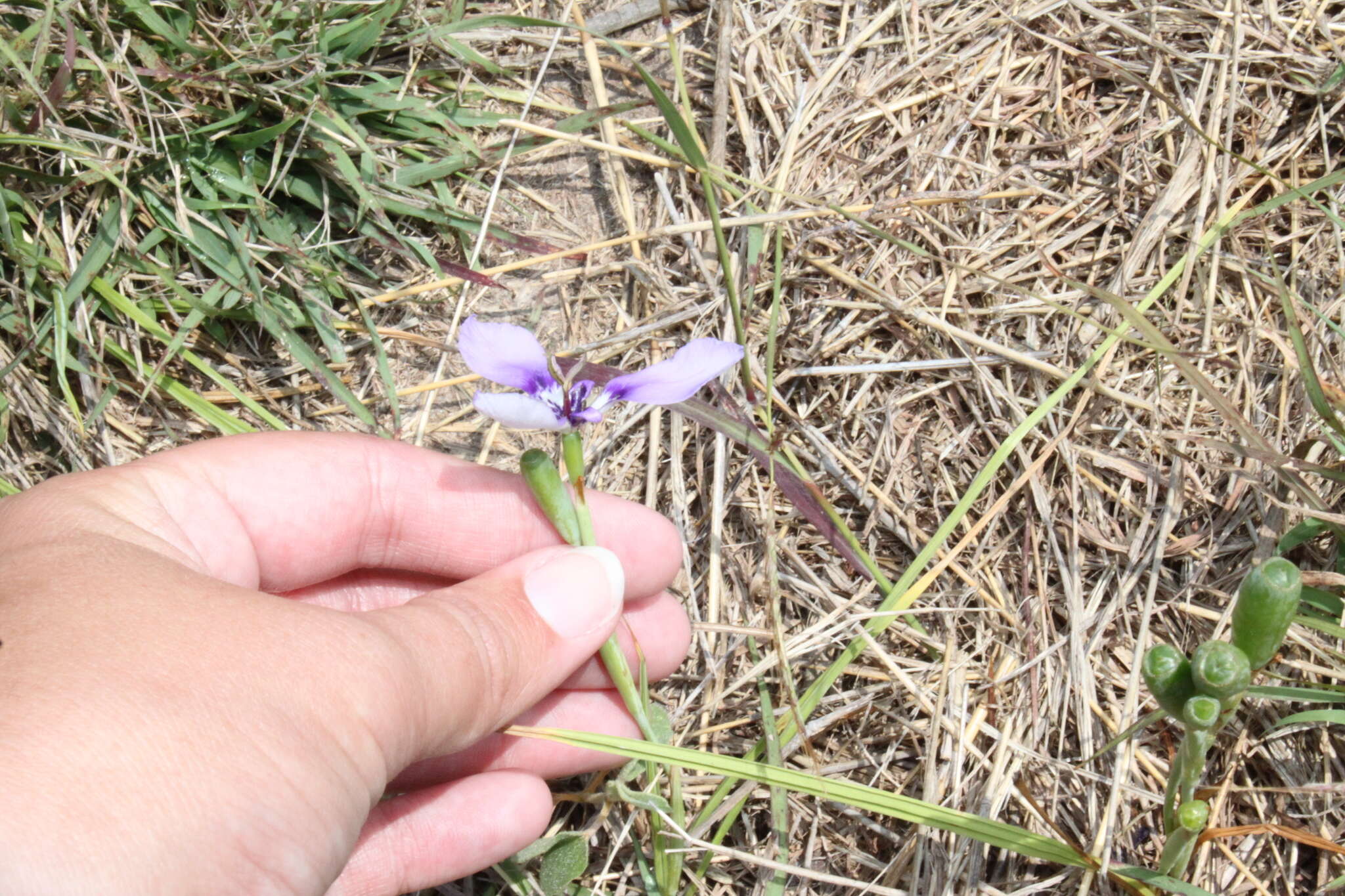 Image of Herbertia lahue (Molina) Goldblatt