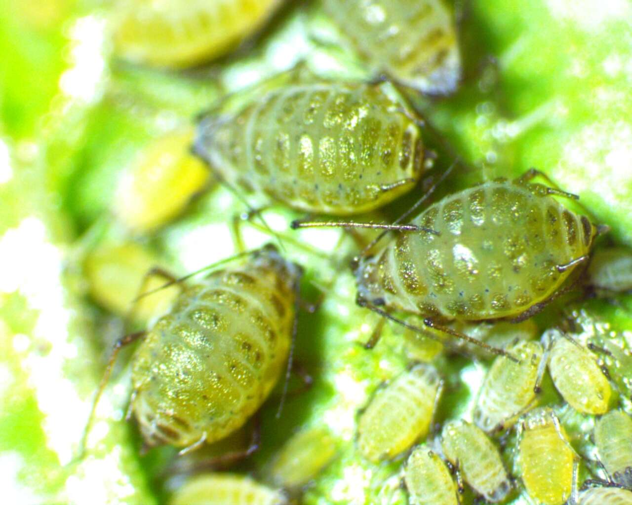 Image of Aphid