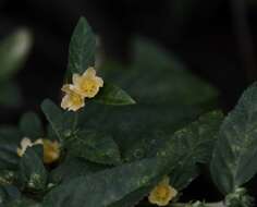 Image of common wireweed