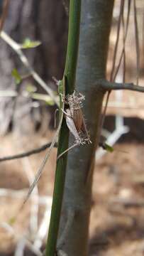 Sivun Akanthomyces clavata (Mains) K. T. Hodge kuva