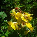 Image of Hypericum richeri subsp. burseri (DC.) Nyman