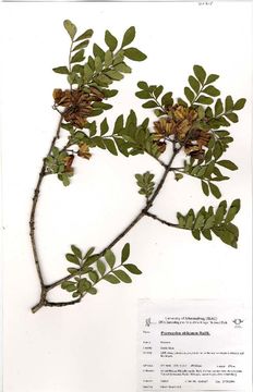 Image of Sneezewood