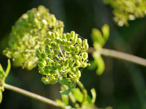 Image of Texas prairie parsley