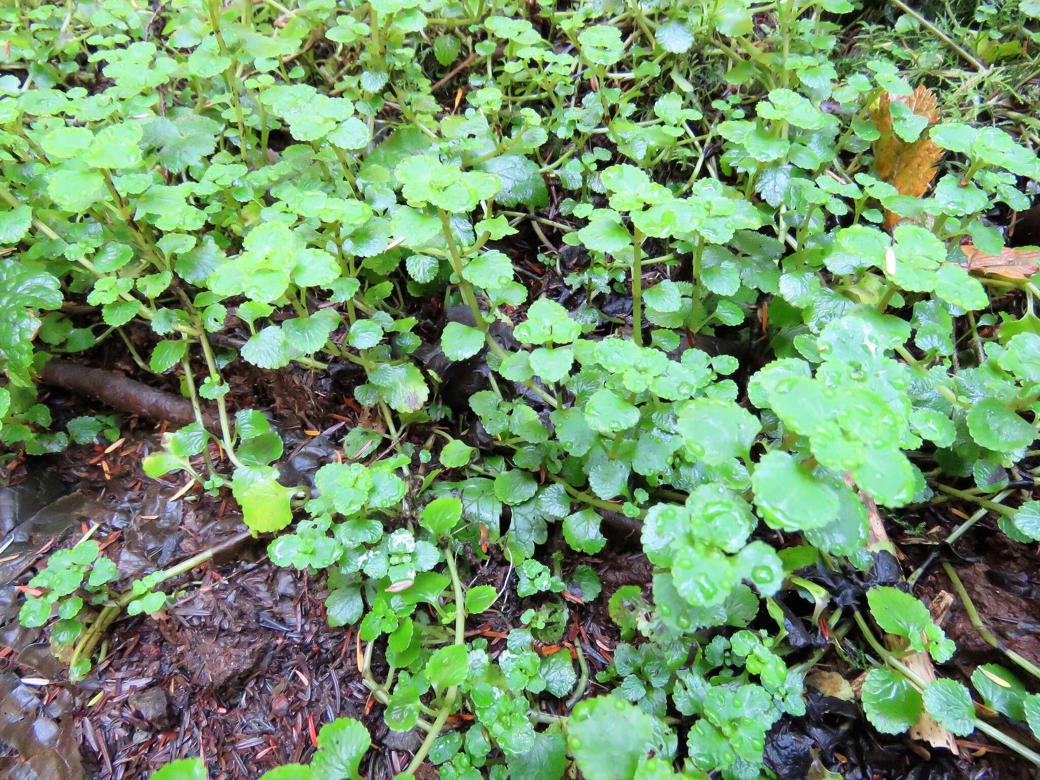 Plancia ëd Chrysosplenium glechomifolium Nutt. ex Torr. & Gray