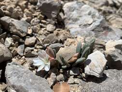 Image de Lewisia maguirei A. H. Holmgr.