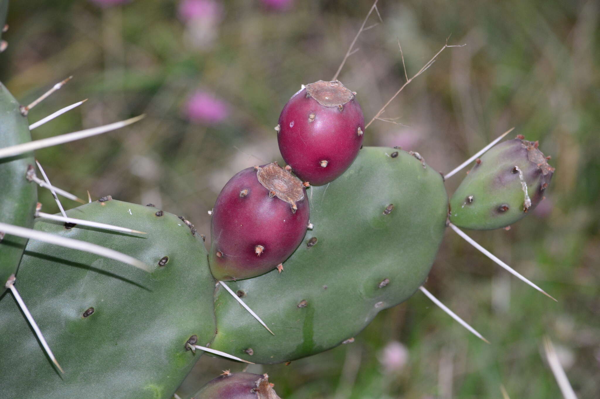 Opuntia rioplatense的圖片