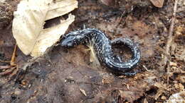 Image of Ainsworth's Salamander