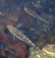 Image of Spotted goby