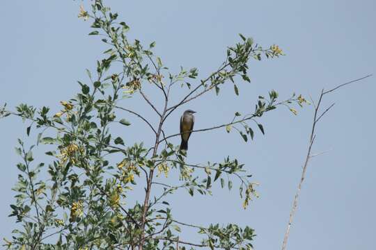 Image of Cassin's Kingbird