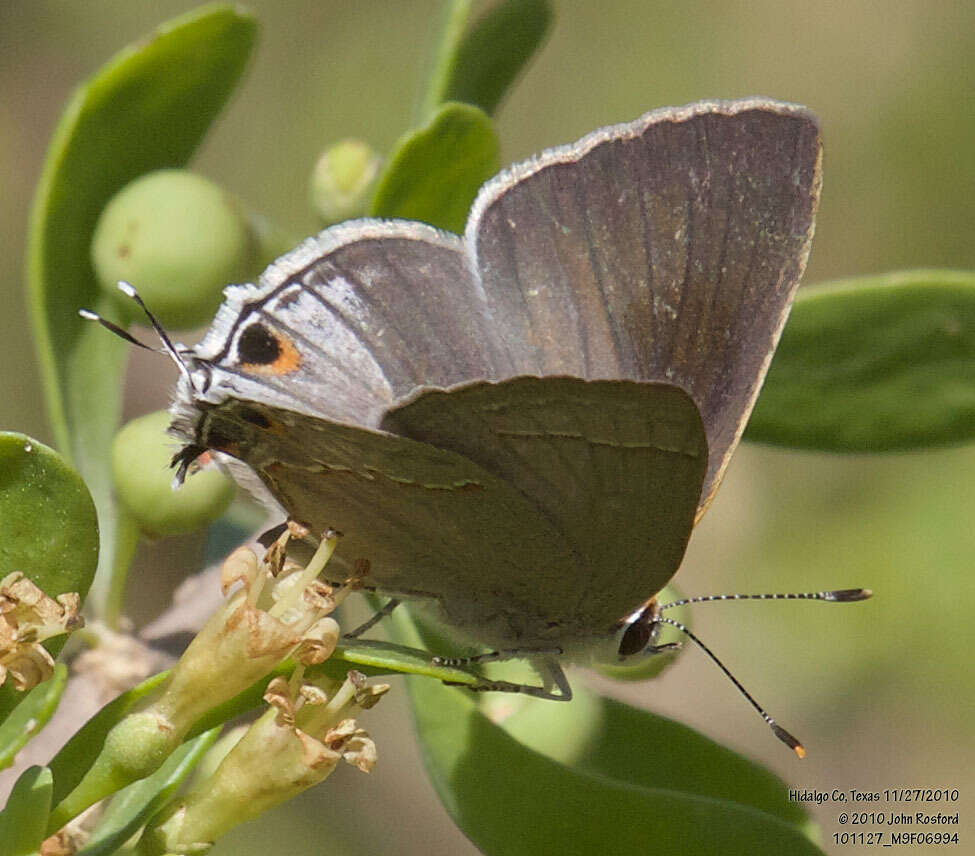 Image of Red-lined Scrub-Hairstreak