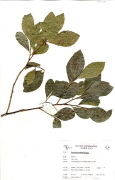 Image of Thorn pear