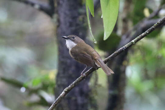 صورة Pachycephala caledonica (Gmelin & JF 1789)